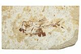 Cretaceous Fossil Fish (Armigatus) - Lebanon #251378-1